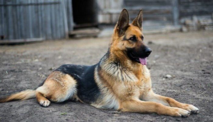Chó Becgie Đức có dữ không?