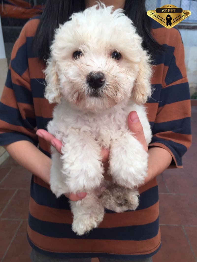 Như thế nào là tông đơ cắt lông Poodle tốt?