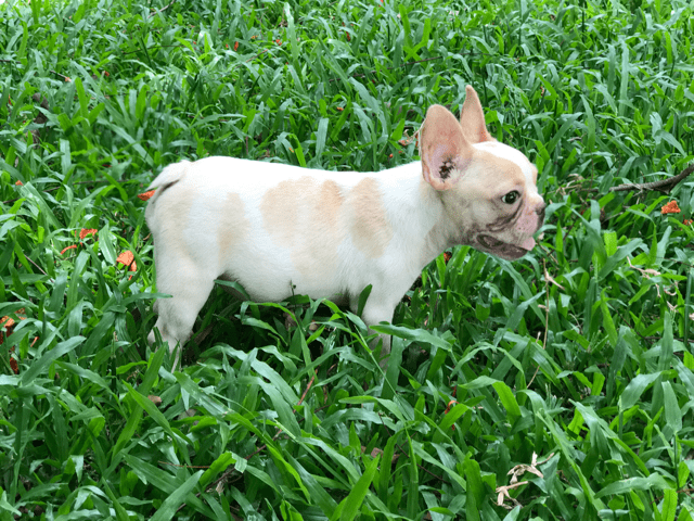 Chó Bull Pháp có hôi không? Cách khử mùi hôi hiệu quả cho Bull Pháp