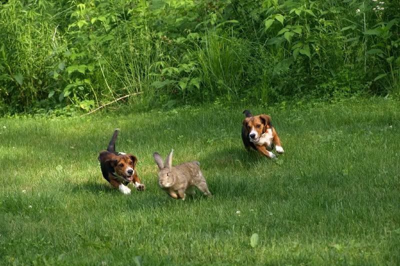 Cách huấn luyện chó Beagle? Gợi ý địa chỉ mua chó chất lượng