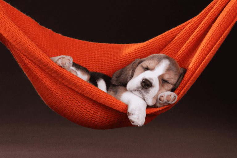 Có nên nuôi chó Beagle không? Địa chỉ mua chó uy tín trên thị trường